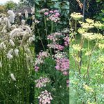 Meadow View Plants - @suegillon - Instagram