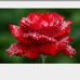 Sue Griswold - Facebook