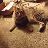 Sue Haase - @sue.haase - TikTok