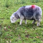 Sue Hagan - @1949eaton - Instagram