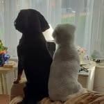 Sue Hagan - @sewingsusan8 - Instagram