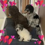 Sue Harding - Facebook