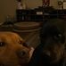 Sadie Sue and Harley Quynn - Facebook