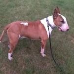 Sue Harley-O'rangers - @harleyorangers - Instagram
