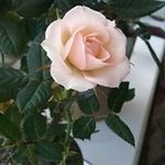 Sue Hawes - @shawes9 - Instagram