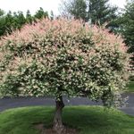Sue Hebert - @suzannemhebert - Instagram
