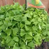 Sue Hebert - @sue.hebert - TikTok