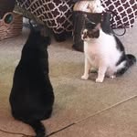 Sue Hendrickson - @sue_hendrickson - Instagram