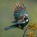 Sue Henley Photography - Facebook