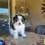 Sue Hiser Hinkle - @sportscarzoom - Instagram