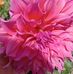 Sue Hodder - Facebook