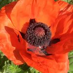 Sue Ingram - @susiewooingram - Instagram