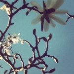 Sue Janda - @origins9 - Instagram