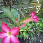 Sue Jayne - Facebook