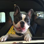 Sue Kellogg - @violet_the_sassy_frenchie - Instagram