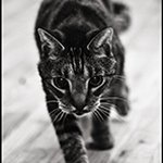 Sue Kellogg - @photonphotog - Instagram