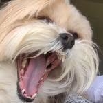 Suekey🐾 - @suekeythesouffle - Instagram