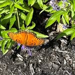 Sue Keyes Farino - @fsuekeyes - Instagram