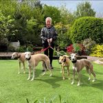 Sue Kilpatrick - @rockyrebusrupertrafawhippets - Instagram