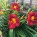 Sue Larkin - Facebook