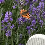 Sue Light - @sue48sue - Instagram