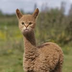 Sue Lilly Flueck - @fluecksue - Instagram