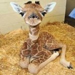Sue Lovelace - @mummaragelace - Instagram