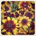 Sue Lowry - Facebook
