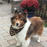 Sue Lynch - @sheltielass671 - Instagram