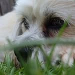 sue lynch - @lynch5230 - Instagram