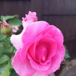 Sue Lynch - @suelynch574 - Instagram
