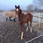 Sue Mace - @sue__mace - Instagram