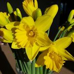 Sue Matthews - @suematthews3108 - Instagram