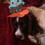 Sue Maxwell - @sue_maxwell - Instagram