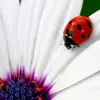 suemcclain837 - @suemcclain837 - TikTok