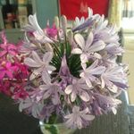 Sue McDermott - @sue.mcdermott.125 - Instagram