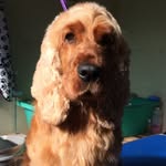 Sue Mcdonnell - @groom2improve - Instagram