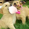 sue mcdonnell - @sue.mcdonnell0 - TikTok