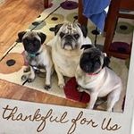 Sue Meek - @meek5737 - Instagram