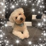 Sue Meek - @ollie12com - Instagram
