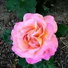 Sue Giese Millman - @suegiesemillman - TikTok