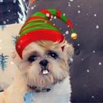 Sue Moniz - @sue.moniz.12 - Instagram