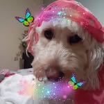 Sue Moniz - @sue.moniz.16 - Instagram