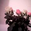 Sue Monk395 - @suemonk395 - TikTok