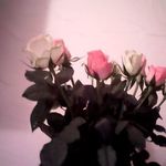 Sue Monk - @sue.monk67 - Instagram