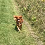 Ruby Sue aka Moose - @ruby.moose.dog - Instagram
