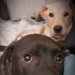 Sue Moose - @mookietilly119 - Instagram