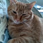 Sue Morse - @suemorse56 - Instagram