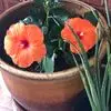 suemorse6 - @sue.morse4 - TikTok