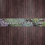 Sue Morton - @succulentsbysue - Instagram